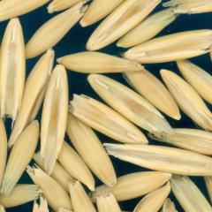 column KERNELS