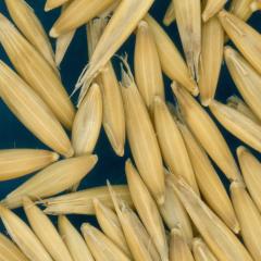 column KERNELS