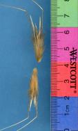 Click for 1 image(s) for this accession. SPIKE