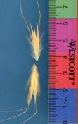 Click for 1 image(s) for this accession. SPIKE