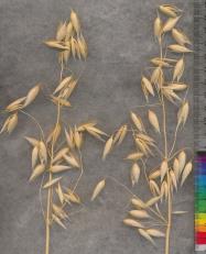 column PANICLE
