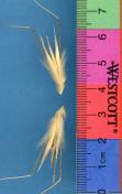 Click for 1 image(s) for this accession. SPIKE