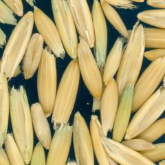 column Kernels