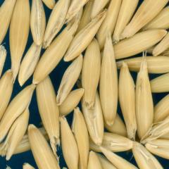 column KERNELS