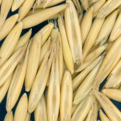 column KERNELS