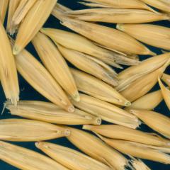 column KERNELS