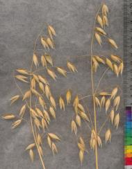 column PANICLE