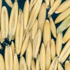 column KERNELS