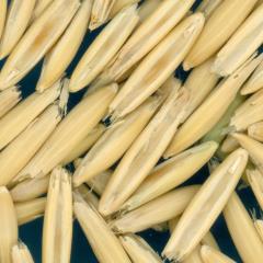 column KERNELS