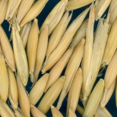 column KERNELS