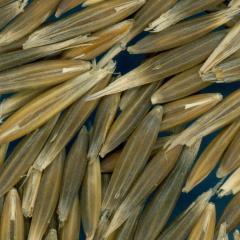 column KERNELS
