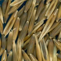 column KERNELS