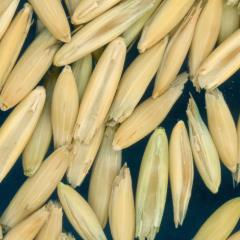 column KERNELS