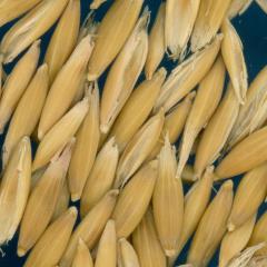 column KERNELS