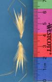 Click for 1 image(s) for this accession. SPIKE