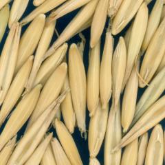 column KERNELS