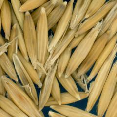 column KERNELS