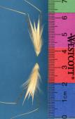 Click for 1 image(s) for this accession. SPIKE