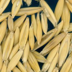 column KERNELS