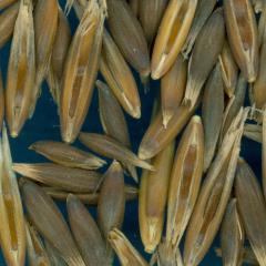 column KERNELS