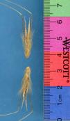 Click for 1 image(s) for this accession. SPIKE