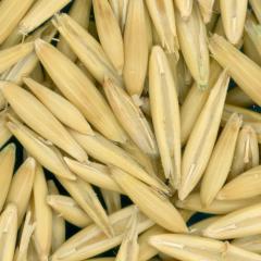 column KERNELS