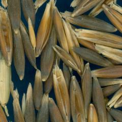 column KERNELS