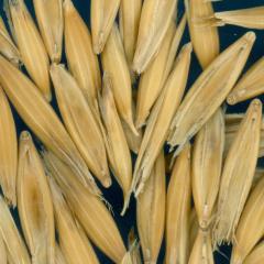 column KERNELS