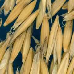 column KERNELS