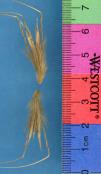 Click for 1 image(s) for this accession. SPIKE