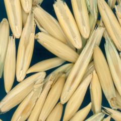 column KERNELS