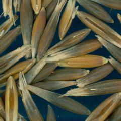 column KERNELS