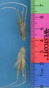 Click for 1 image(s) for this accession. SPIKE
