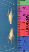 Click for 1 image(s) for this accession. SPIKE