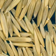 column Kernels
