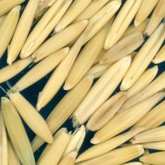 column Kernels
