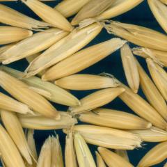 column KERNELS