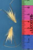 Click for 1 image(s) for this accession. SPIKE