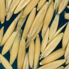 column KERNELS