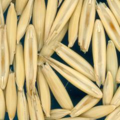column KERNELS