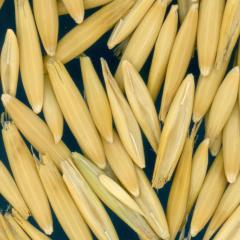 column KERNELS