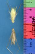 Click for 1 image(s) for this accession. SPIKE