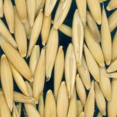 column KERNELS