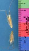 Click for 1 image(s) for this accession. SPIKE