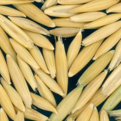 column Kernels