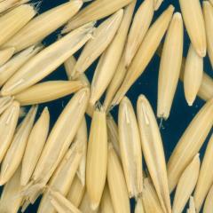 column KERNELS