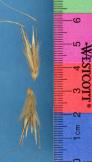 Click for 1 image(s) for this accession. SPIKE