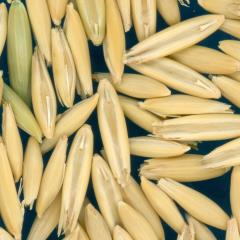 column Kernels
