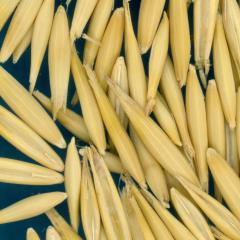 column KERNELS