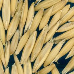 column KERNELS
